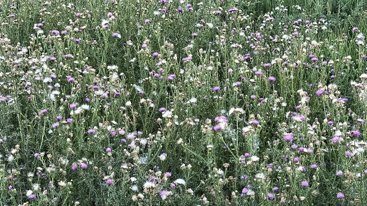 A meadow of purple and white thistles